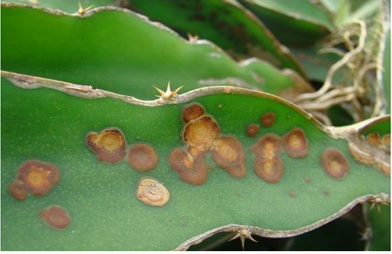 Bệnh đốm nâu trên thanh long