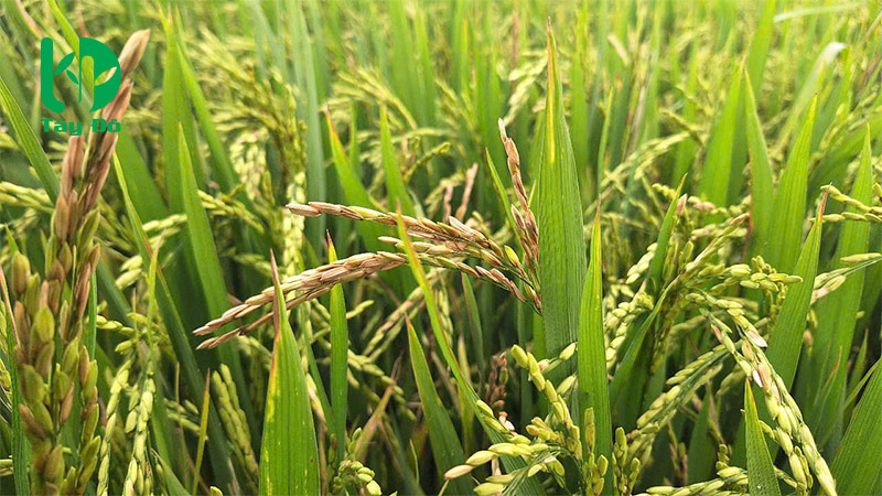 lép vàng vi khuẩn