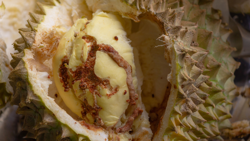 thuốc trị sâu đục trái sầu riêng