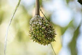 Rệp sáp hại sầu riêng