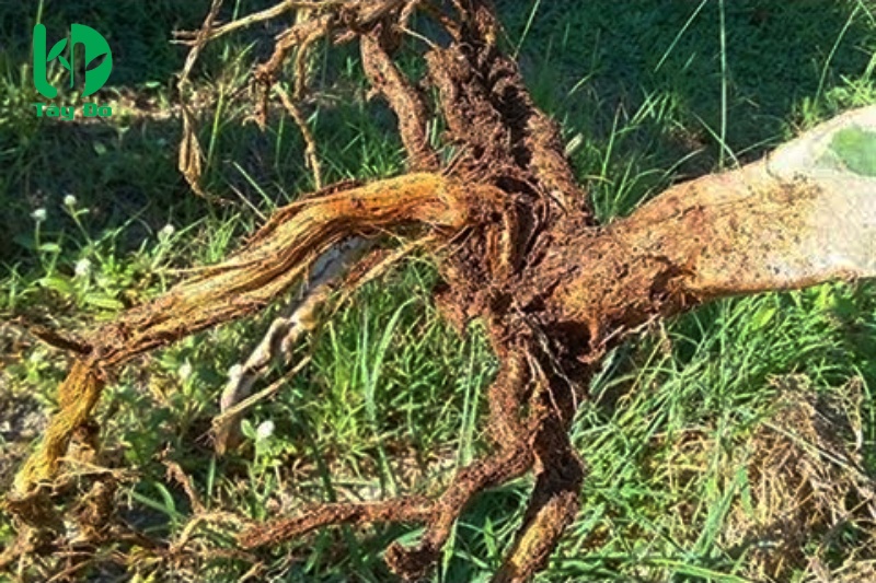 tuyến trùng rễ sầu riêng